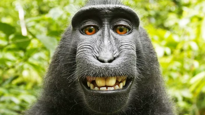 La justice américaine a jugé que le macaque ne pouvait pas prétendre aux droits d'auteur sur l'autoportrait réalisé en Indonésie en 2011 avec l'appareil du photographe David Slater.